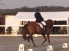 dressage horse Licinius Lucullus (Hanoverian, 2008, from Londonderry)