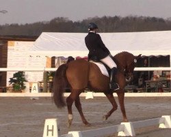 dressage horse Licinius Lucullus (Hanoverian, 2008, from Londonderry)