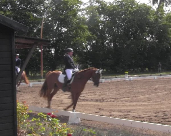 Reitturnier Dallgow 2020