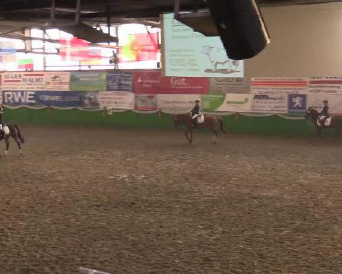 dressage horse Hötzenhof Diva (Rhinelander, 2010)