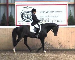 dressage horse Curanus (German Sport Horse, 2008, from Contract)