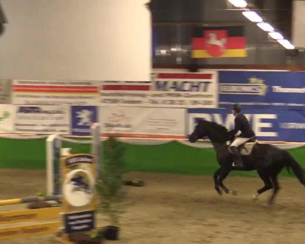 Springpferd Dartan (KWPN (Niederländisches Warmblut), 2008, von Namelus R)