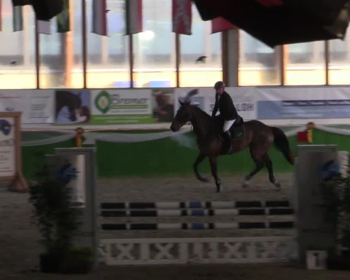 jumper Rahmannshof Toulouse (Selle Français, 2009, from Toulon)