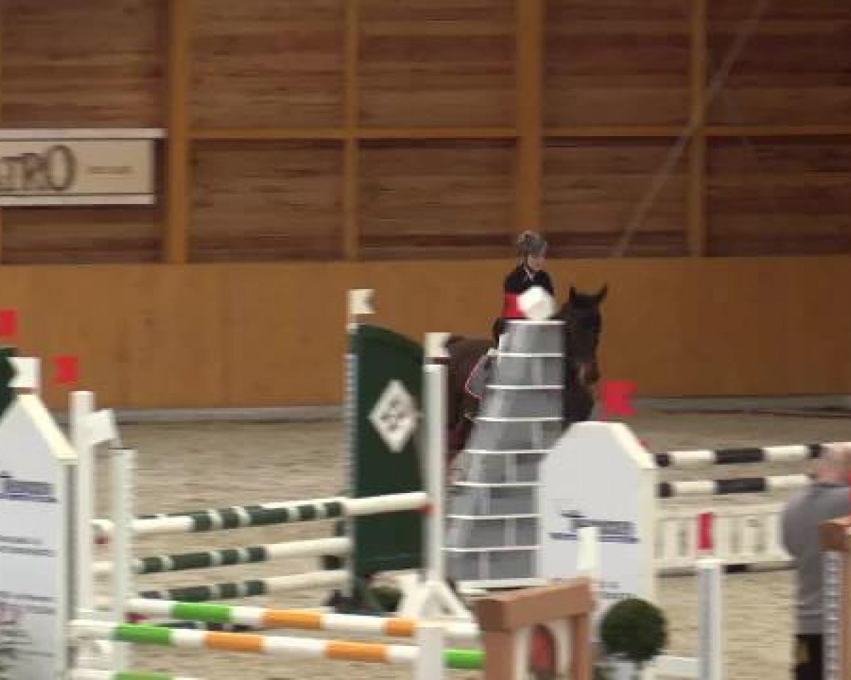 Springpferd Easy Going 24 (KWPN (Niederländisches Warmblut), 2009, von Numero Uno)