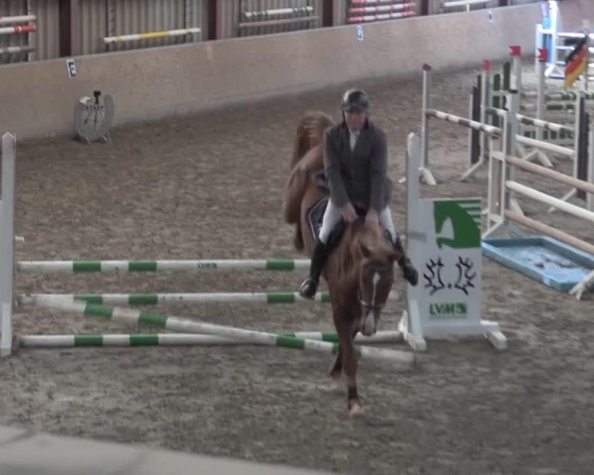 Springpferd Qulopi Crazy Blond (Hannoveraner, 2010, von FRH Quaid)