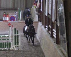 jumper Eldyno (Hanoverian, 2010, from El Bundy)