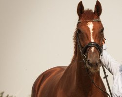 broodmare La Viva 5 (Hanoverian, 2009, from Londonderry)