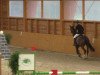 jumper Kashmir 32 (Belgian Warmblood, 2010, from Nonstop)