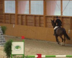 jumper Kashmir 32 (Belgian Warmblood, 2010, from Nonstop)