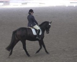 broodmare Ragazza G (Oldenburg, 2011, from Fürstenball)