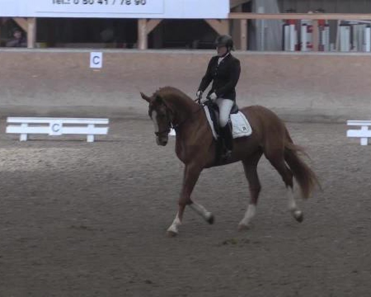 dressage horse DJ Wikki Dean (Hanoverian, 2011, from Dannebrog)