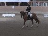 dressage horse DJ Wikki Dean (Hanoverian, 2011, from Dannebrog)