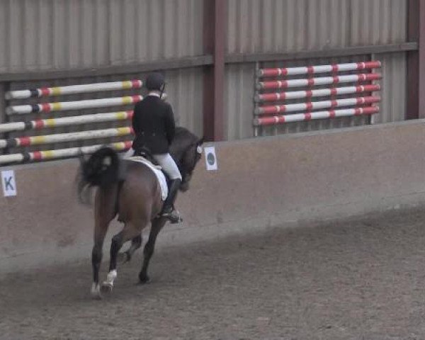 dressage horse Sangare BD (Oldenburg, 2010, from Scolari)