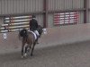 dressage horse Sangare BD (Oldenburg, 2010, from Scolari)