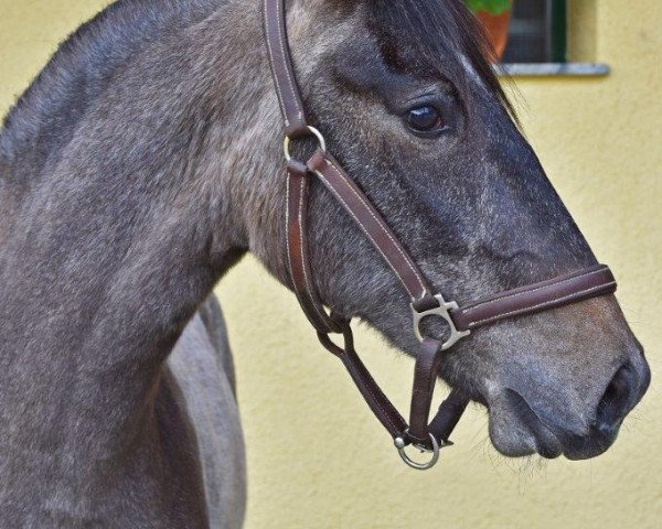 broodmare 908 Barbana XIII (Lipizzaner, 2013, from 22 Maestoso Romida 8)