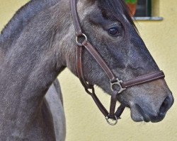 Pferd 908 Barbana XIII (Lipizzaner, 2013, von 22 Maestoso Romida 8)