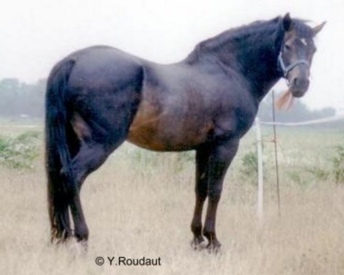 Deckhengst Beechwood Comet (New-Forest-Pony, 1981, von Bridgelea Buccaneer)