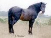 stallion Beechwood Comet (New Forest Pony, 1981, from Bridgelea Buccaneer)