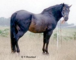 stallion Beechwood Comet (New Forest Pony, 1981, from Bridgelea Buccaneer)