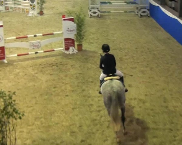 jumper Clintino 7 (Hanoverian,  )