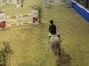 jumper Clintino 7 (Hanoverian,  )