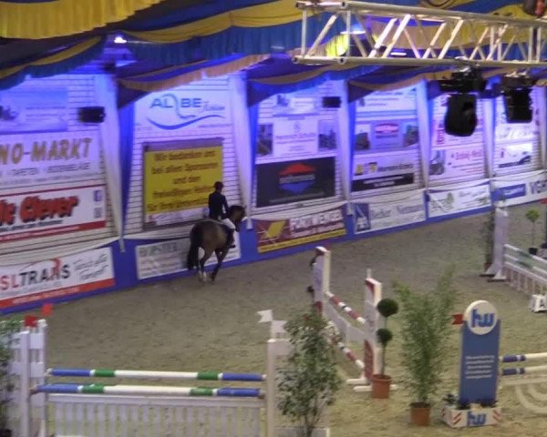 jumper Olympic Girl 5 (Oldenburg show jumper, 2010, from Olympic Fire 5)