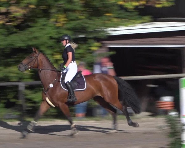 Reitturnier Marienheide-Kempershöhe 2020
