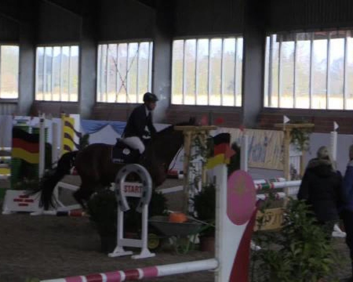Springpferd Qaboos (Oldenburger Springpferd, 2011, von Quintador)
