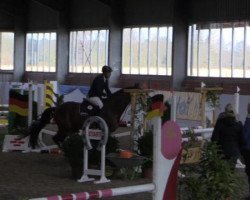 jumper Qaboos (Oldenburg show jumper, 2011, from Quintador)