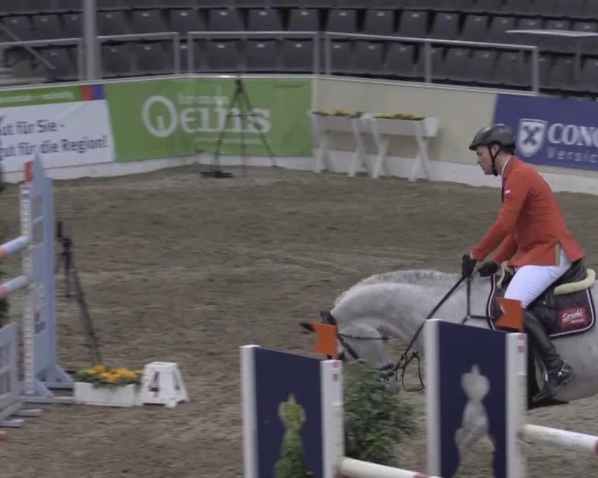 jumper Qui Right (Westphalian,  )