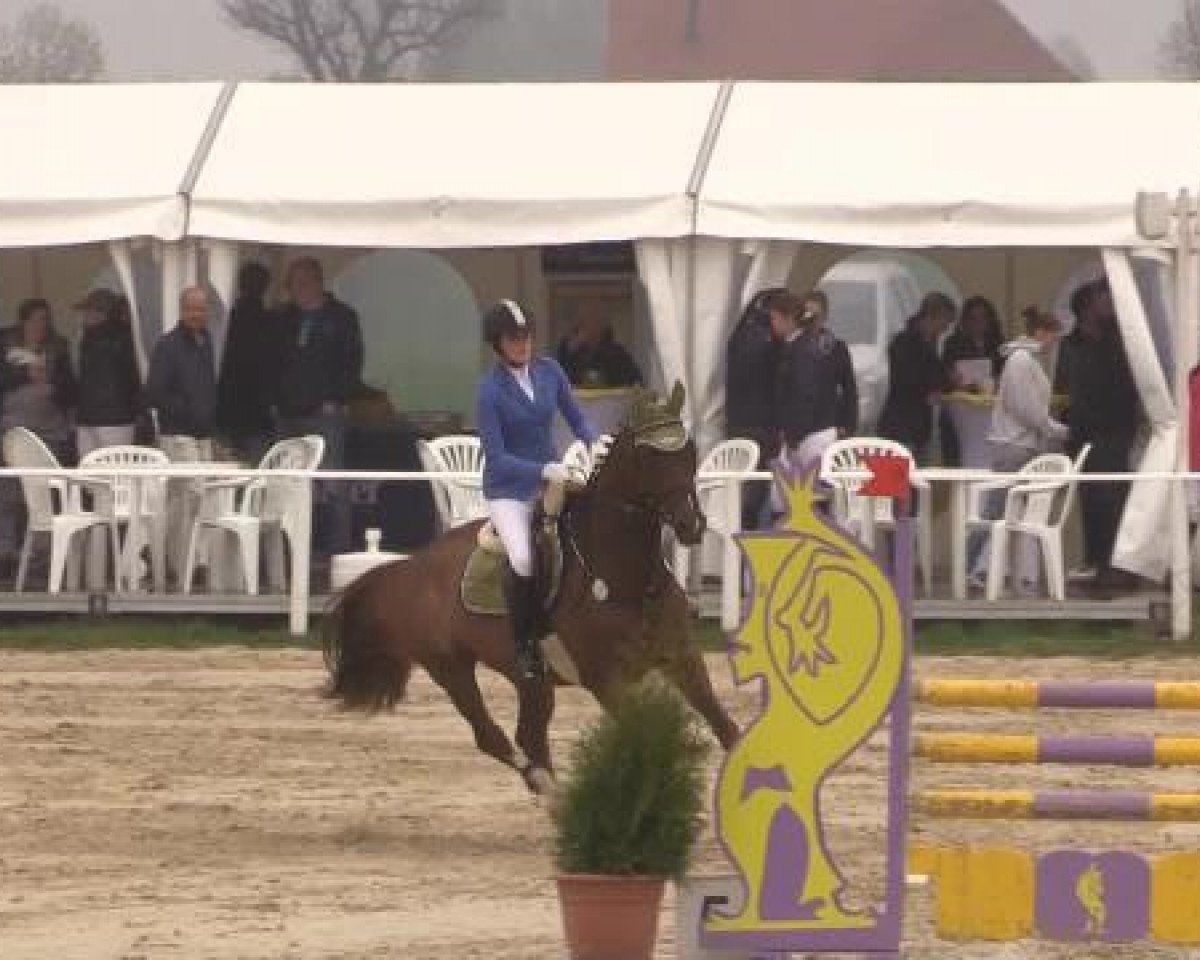 broodmare Conny 371 (Westphalian, 2007, from Calido I)