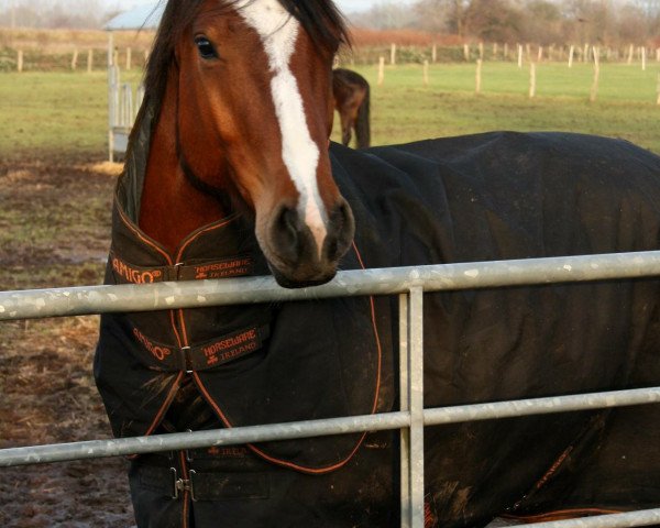 jumper Coco Jambo (Oldenburg, 2011, from C-Son of Sexy Eyes)