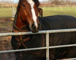 Springpferd Coco Jambo (Oldenburger, 2011, von C-Son of Sexy Eyes)