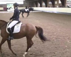 dressage horse Lord Leopold 13 (Hanoverian, 2005, from Londonderry)