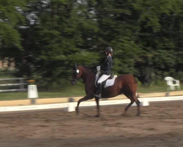 Reitturnier Dallgow 2020