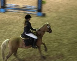 jumper Tirana 82 (German Riding Pony, 1998, from Unbekannt PONY)