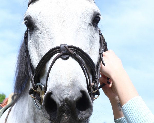 Springpferd Caballero 110 (Deutsches Reitpferd, 2007, von Cero)