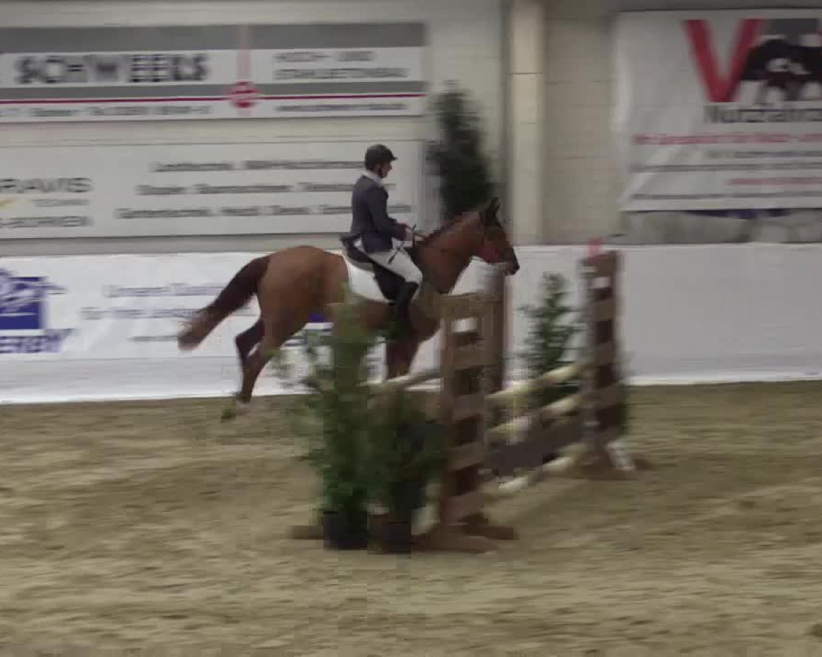 jumper Cool Blue (Oldenburg show jumper, 2009, from Couleur Rouge)