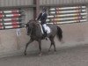 dressage horse Doc Hollywood 7 (Oldenburg, 2009, from Don Schufro)