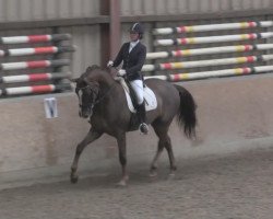 dressage horse Doc Hollywood 7 (Oldenburg, 2009, from Don Schufro)