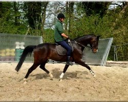 dressage horse Silverstar (Oldenburg, 2011, from Silvermoon)