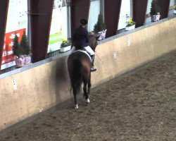 dressage horse Donna Argentina 4 (Oldenburg, 2009, from Don Larino 171 FIN)