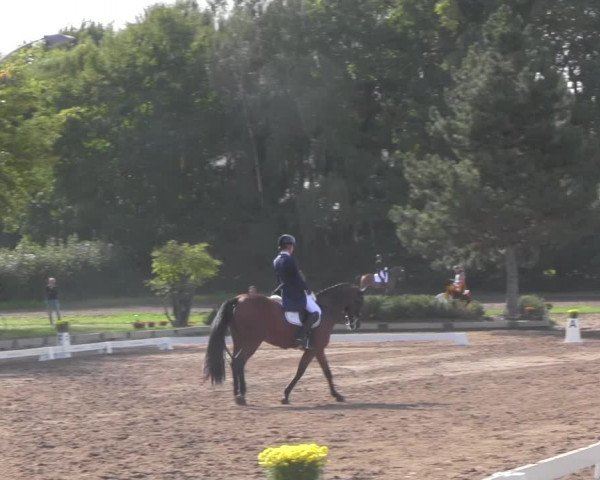 Reitturnier Dallgow 2020