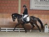 dressage horse Dancer (German Riding Pony, 2012, from Dance Star AT)