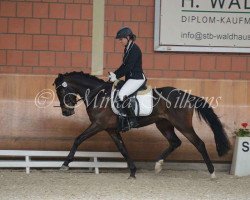 dressage horse Dancer (German Riding Pony, 2012, from Dance Star AT)