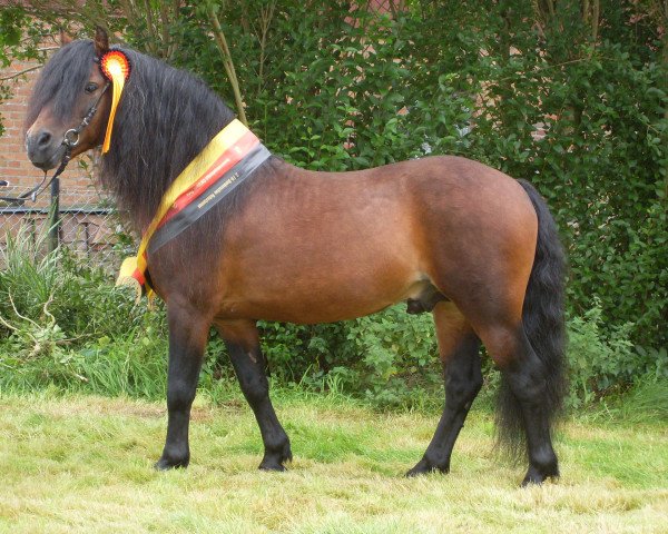Deckhengst VA Starboard (Dartmoor-Pony, 2002, von OAK TREE Starstorm)