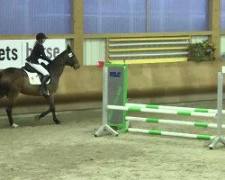 jumper Passepartout 64 (German Sport Horse, 2009, from Pasco)