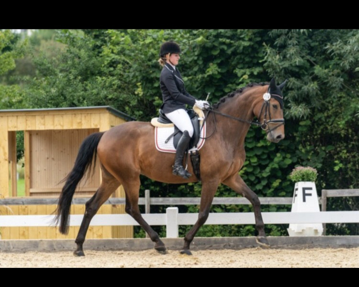 dressage horse Florentine 129 (German Sport Horse, 2016, from Feiner Fürst)