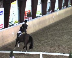 dressage horse Querida 62 (German Warmblood, 2008, from Quaterman I)