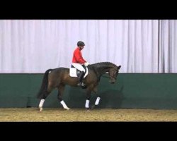 dressage horse Romano K (Westphalian, 2008, from Rubitano)